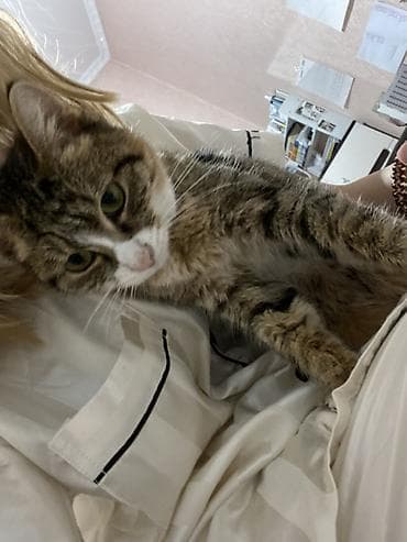 Отдам даром кошку: 1 год, Мальчик, Кастрирована, Приучена к лотку, Проглистована — 3