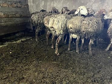 бык кара балта: Продаю | Овца (самка) | Для разведения | Племенные — 7