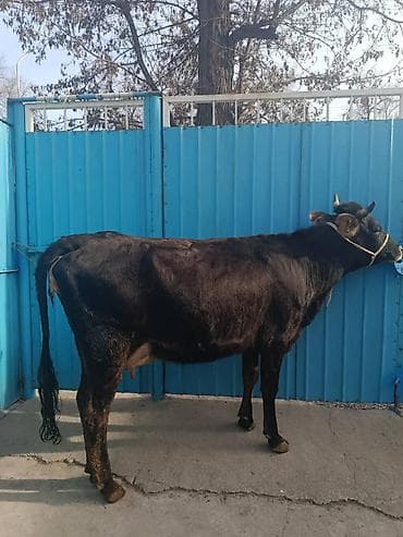 Продаю | Корова (самка) | Для молока