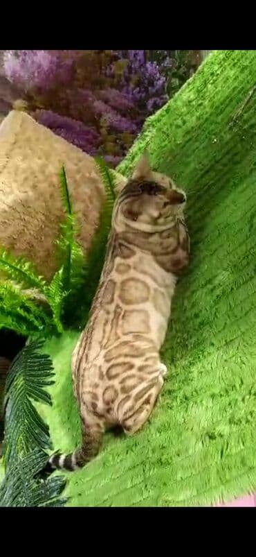 рэгдолл цена бишкек: Бенгал, 2 жаш, Эркек, Ак, Бычылган, Лотокко барууга үйрөтүлгөн, Курттардан тазаланган — 2