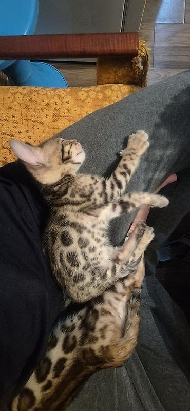 Продаются Бенгальские чистокровные котята, возраст 1.5 месяца