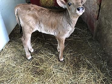 инкубационные яица: Продаю | Музоо, торпок | Для разведения — 1