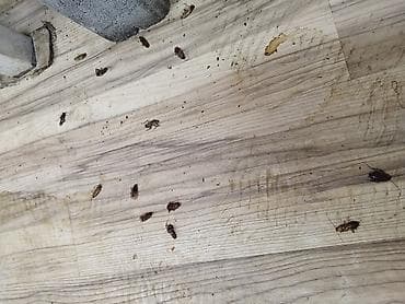 Химчистка мебели: Дезинфекция, дезинсекция, | Клопы, Блохи, Тараканы, | Транспорт, Офисы, Квартиры — 4