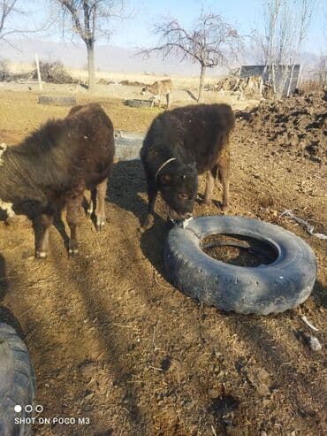 грызуны домашние: Продаю | Тёлка — 1