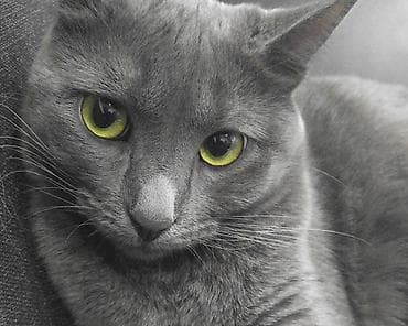 сибирская кошка цена: Продам котенка, (корат) цена 24 999 888 с, торг уместен — 1