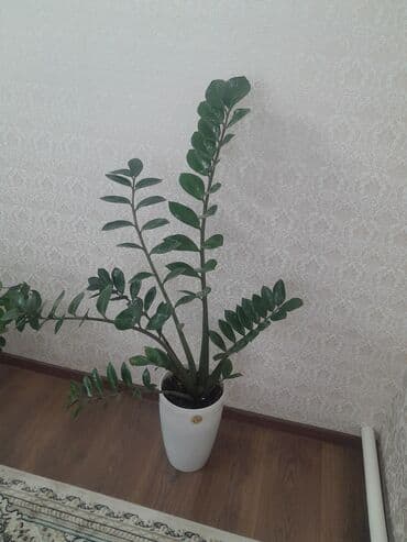 примула комнатные: Коллекция комнатных растений в кашпо: - Фикус эластика — 6