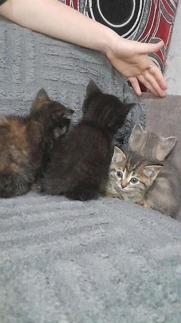 Отдам в хорошие руки котята, помёт из нескольких окрасов: -