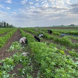 malina.kg продажа малины оптом в бишкеке новопокровка фото: Продаю саженцы малины сорта полька. Полька сортундагы малина — 4