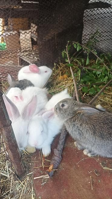 Продаю | Крольчата | Декоративная | Для разведения