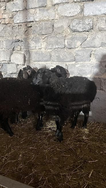 миниатюрный бультерьер: Продаю | Баран (самец) — 3