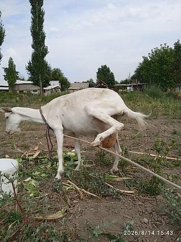 Продаю | Коза (самка) | Для молока — 10