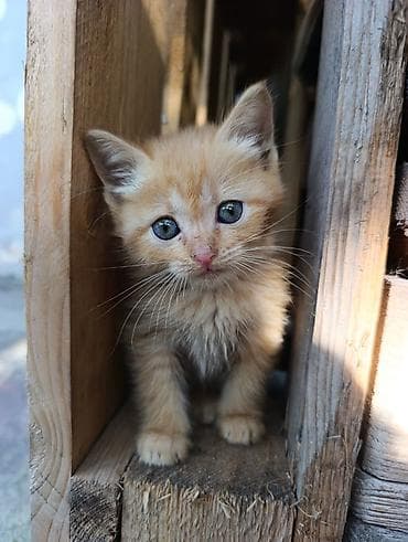 Рыжие котята в добрые руки - Возраст: 1,5 месяца . две девочки и один at lalafo.kg Рыжие котята в добрые руки - Возраст: 1,5 месяца . две девочки и один