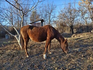 куда отдать собаку бишкек: Продаю | Кобыла (самка) | Рабочий — 1
