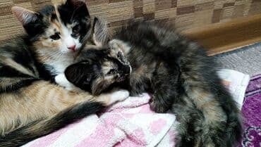 сколько стоит мопс в бишкеке: Кошка даром: Лесная, 4 месяца, Девочка, Метис, Приучена к лотку — 4