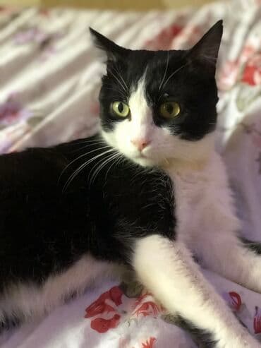 питомник кошек: 1 жаш, Эркек — 3