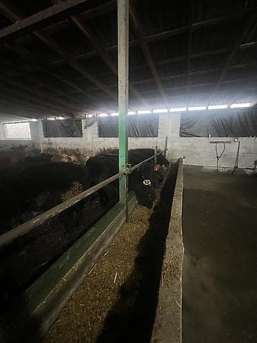 сх животные и товары: Продаю | Бык (самец) | На откорм — 8