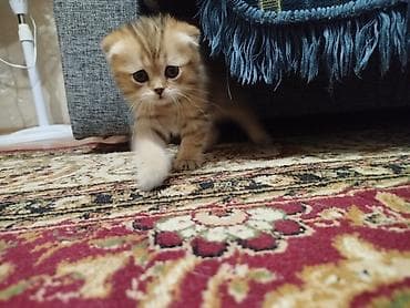Скотиш Фолд (Шотландская вислоухая), 1 месяц, Девочка, Приучена к лотку