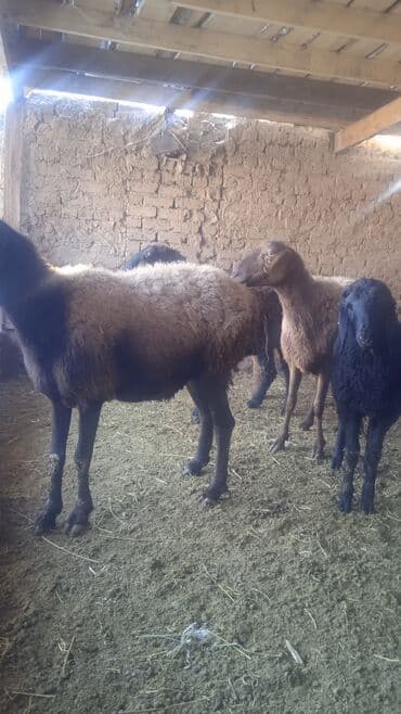 овцы дулан: Продаю | Овца (самка) | Для разведения | Ярка — 1