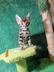 мейн кун бишкек 😺 питомник lyubushka 🐈 купить котенка 🐾 цена фото: Бенгальская, 1 месяц, Мальчик, Приучена к лотку, Проглистована, С документами — 33