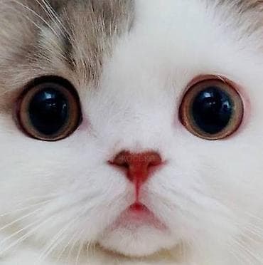хвосты: 🐾 Гостиница для кошек — забота и комфорт, пока вас нет 🐾 Уезжаете в — 1