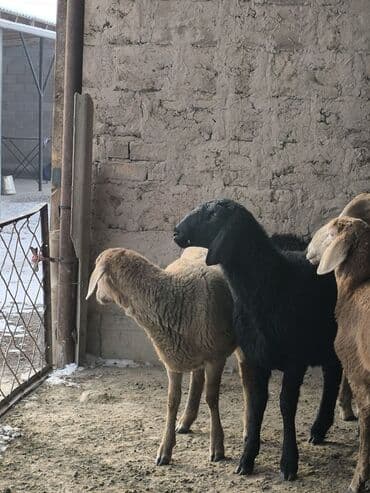 баран меранос: Продаю | Овца (самка), Ягненок | Арашан | Для разведения | Ярка — 8