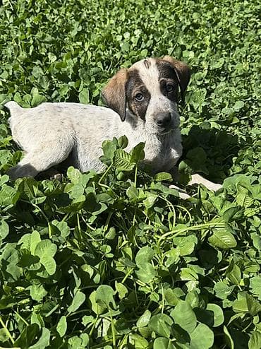 кости собакам: Курцхаар, 2 месяца, Самец — 3