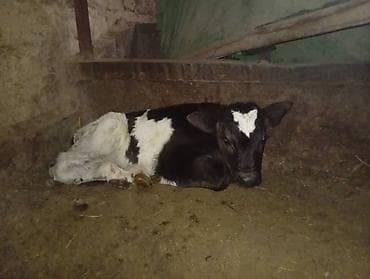 самый лучший сильный умный собака: Продаю | Корова (самка) | Для молока | После отела — 3