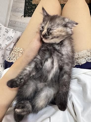 лысые котята: Котята домашние, короткошёрстные. Окрас: один дымчато-черепаховый с — 7