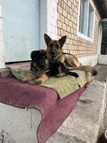 охотничий собака: Немецкая овчарка, 2 месяца, Самка, С прививкой, С родословной — 4