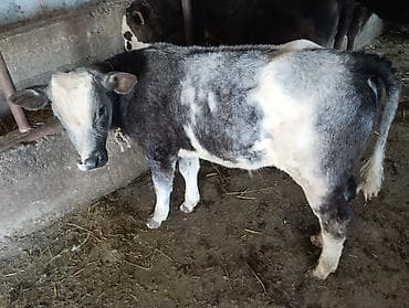 Продаю | Бык (самец) | На откорм | Привязанные