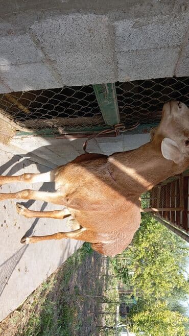 сколько стоит немецкая овчарка в бишкеке: Продаю | Овца (самка) | Для разведения — 2