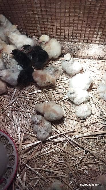 животные собака: Продам инкубационные яйца БЕНТАМОК 50сом/шт есть цыплята — 2