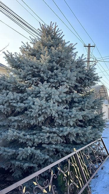 саженцы миндаля: Саженцы деревьев: Ели, Самовывоз — 4