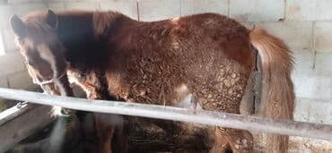 Продаю | Конь (самец)