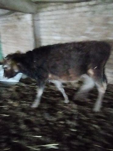 швиц корова: Продаю | Музоо, торпок | На откорм | Привязанные — 2