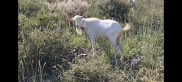 шотландская вислоухая кошка фото цена: Продаю | Козёл (самец) | Зааненская | Для разведения | Племенные, Осеменитель — 4