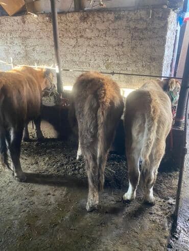 Продаю | Музоо, торпок | Полукровка | На откорм | Привязанные — 5