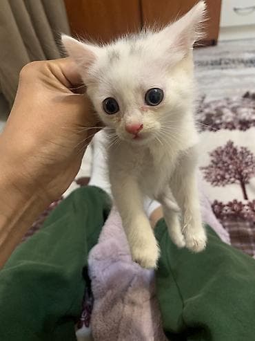 Котёнок, белоснежный с лёгкими серыми отметинами на макушке. Большие