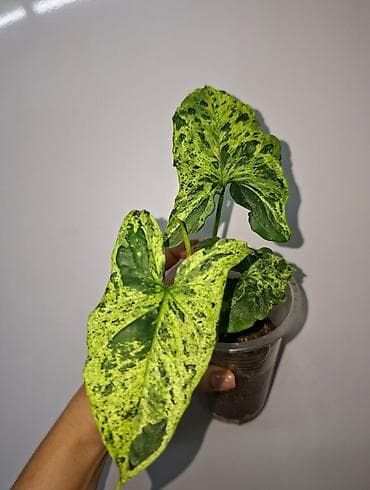 Сейфтер: Сингониум Mojito (Мохито) Это очень популярный и желанный сорт среди — 1