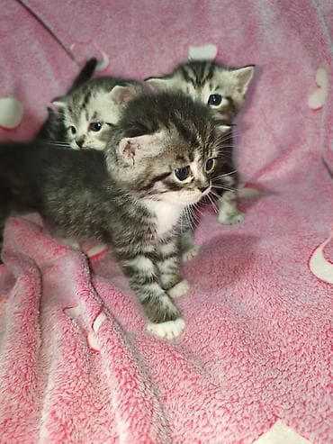 котят купить: Котята, помёт из 4 малышей. Родились 27 апреля - 2 девочки,и 2 — 2