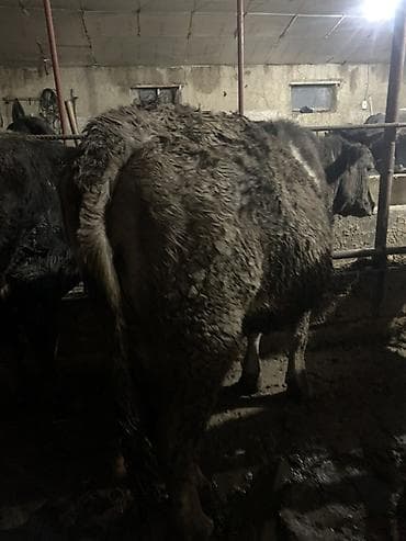 коровы дойные: Продаю | Корова (самка) | Для молока | Привязанные — 2