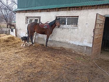 кунаи: Продаю | Жеребец | Английская | Конный спорт — 5