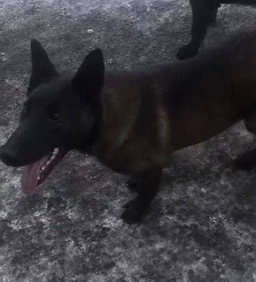 кангал щенок: Бельгийская овчарка, 5 месяцев, Самец, С прививкой, С родословной — 1