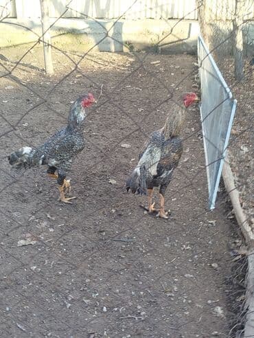 Короздор сатылат активный алмашу жолдору бар адрес Бишкек Заря Тынчтык at lalafo.kg Короздор сатылат активный алмашу жолдору бар адрес Бишкек Заря Тынчтык