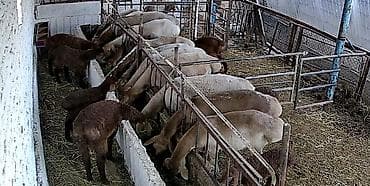 балык кумар: Продаю | Овца (самка), Ягненок, Баран (самец) | Арашан — 1