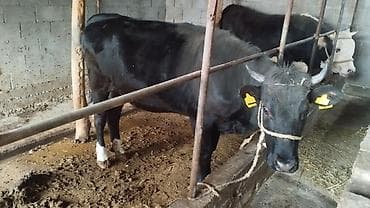 каровы токмок: Продаю | Бык (самец) | На откорм | Привязанные — 3