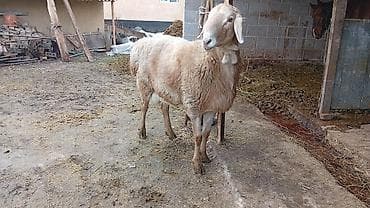 парода малдар: Продаю | Овца (самка) | Для разведения | Племенные — 4