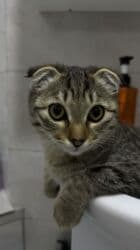 шотландская короткошерстная кошка: Скотиш Фолд (Шотландская вислоухая), 6 месяцев, Мальчик, Приучена к лотку — 5