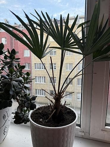 лимоное дерево: Комнатные растения в декоративных кашпо: 1) Спатифиллюм (лилия мира) — 4