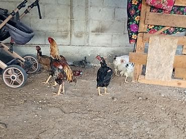 Продаю | Куры | Домашняя | Для разведения at lalafo.kg Продаю | Куры | Домашняя | Для разведения